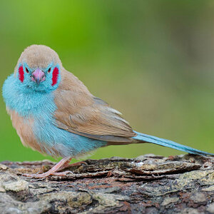 2024-12-13 028 Red-cheeked Cordon-bleu.jpg