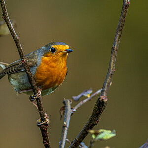 DSC_5984.jpg