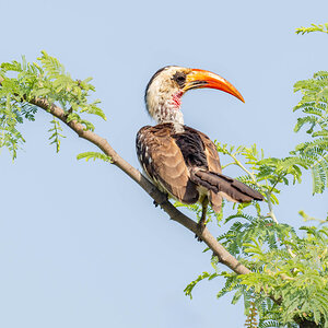 2024-12-12 006 Western Red-billed Hornbill.jpg