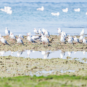 2024-12-14 092 Slender-billed Gulls.jpg
