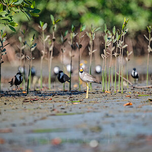 2024-12-15 111 African Wattled Lapwing and Black-headed Lapwings.jpg