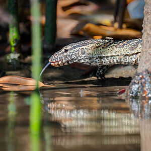 2024-12-15 121 Lizard.jpg