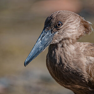 2024-12-15 176 Hamerkop.jpg