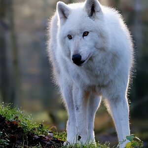 Polarwolf.jpg