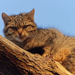 Wildkatze I.jpg