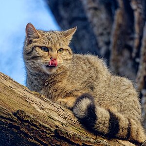 Wildkatze II.jpg