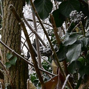 Suchbild mit Amsel.jpg