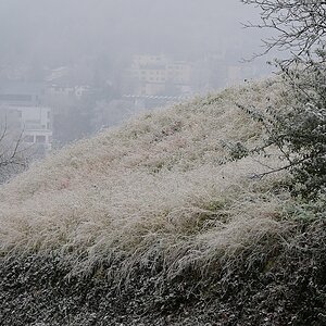 Wiese mit Puderzucker.jpg