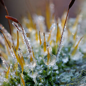 NC285924nikon.jpg