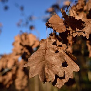 DSC_2900_00001n.jpg