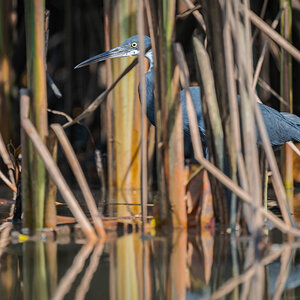 2024-12-15 132 Black Heron.jpg