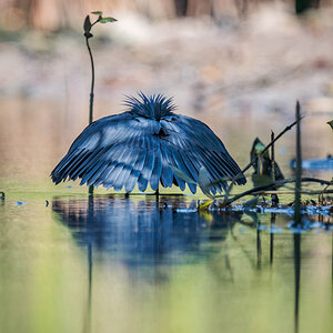 2024-12-15 144 Black Heron.jpg