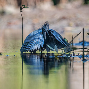 2024-12-15 145 Black Heron.jpg