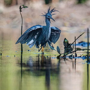 2024-12-15 149 Black Heron.jpg