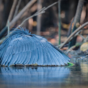 2024-12-15 170 Black Heron.jpg