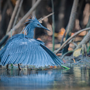 2024-12-15 171 Black Heron.jpg