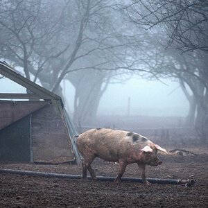 Nebelschwein.jpg