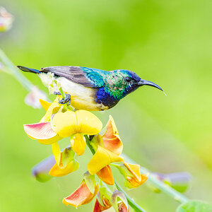 2024-12-12 042 Variable Sunbird.jpg