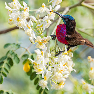 2024-12-17 101 Scarlet-chested Sunbird.jpg