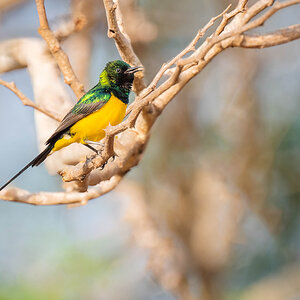 2024-12-14 009 Pygmy Sunbird.jpg
