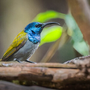 2024-12-16 028 Green-headed Sunbird.jpg
