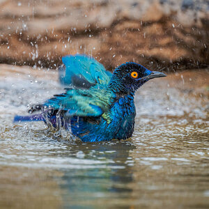 2024-12-16 075 Greater Blue-eared Starling Bathing.jpg