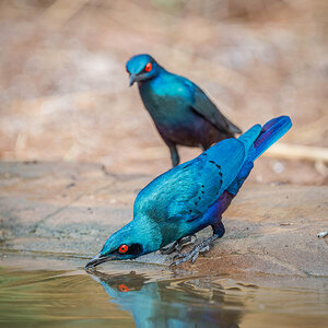 2024-12-16 068 Lesser Blue-eared Starlings.jpg