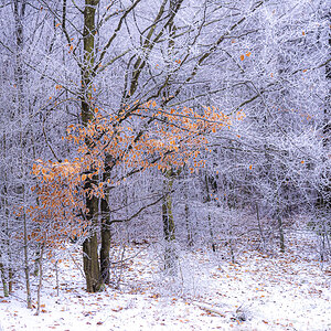 Winterbuche