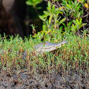 2024-12-17 020 Crocodile.jpg