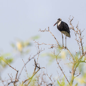 2024-12-17 049 African Woolly-necked Stork.jpg