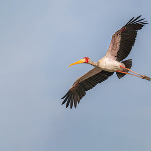 2024-12-17 051 Yellow-billed Stork in Flight.jpg