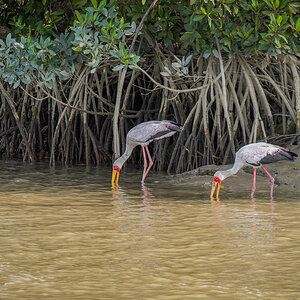 2024-12-17 067 Yellow-billed Storks.jpg