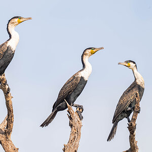2024-12-17 068 Great Cormorants.jpg