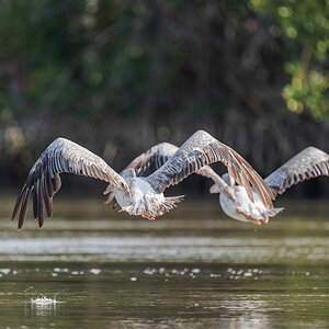 2024-12-17 030 Great White Pelicans in Flight.jpg