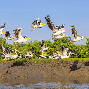 2024-12-17 044 Great White Pelicans in Flight.jpg