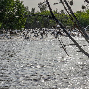 2024-12-17 071 Great White Pelicans and Pink-backed Pelicans.jpg
