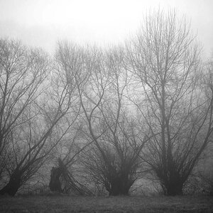 Nebelweiden BW_2.jpg