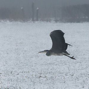 N1026146nikon.jpg