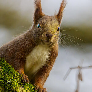 NZ9_8855_Hörnchen 3_2024_neu_IA.jpg