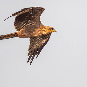 2024-12-14 017 Black Kite in Flight.jpg