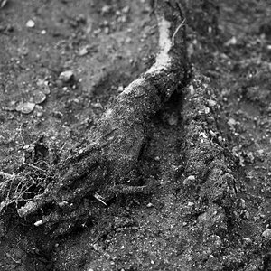 Wurzelhand BW.jpg