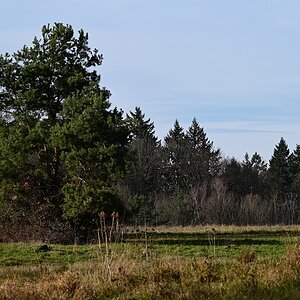 Heide1.jpg