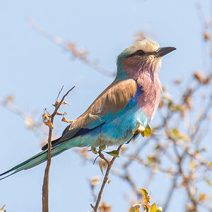 2016-06-07 50 Lilac-breasted Roller.jpg