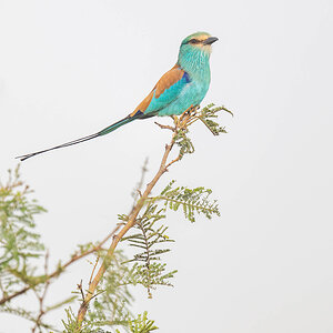 2024-12-18 018 Abyssinian Roller.jpg