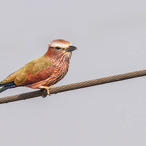 2024-12-19 002 Rufous-crowned Roller.jpg