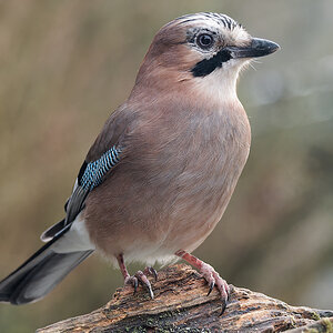 N1046729nikon.jpg