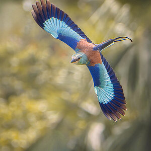2024-12-20 041 Abyssinian Roller in Flight.jpg