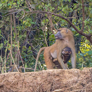 2024-12-19 085 Baboon with Baby.jpg