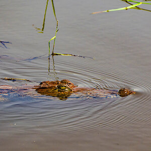 2024-12-20 033 Crocodile.jpg