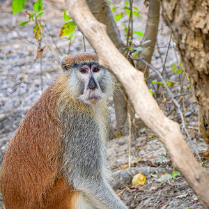 2024-12-20 048 Patas Monkey.jpg